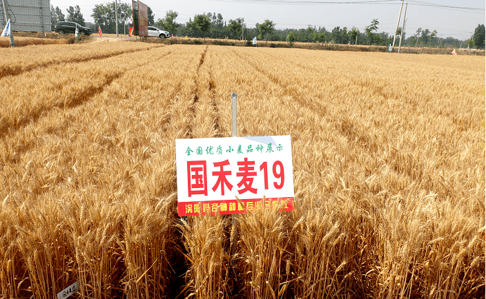 '普洱茶种植亩产量：影响因素、环境条件及实际产量探讨'