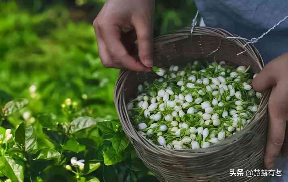 探寻青茉莉花茶的多重功效：从美容到健的一切