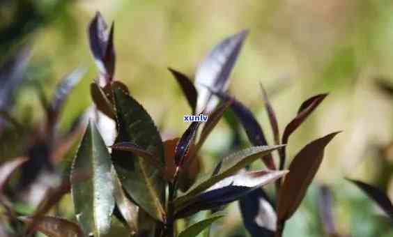 云南特色茶叶对比：紫芽茶与普洱茶，哪个更适合你的口味？