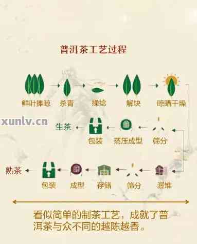 普洱茶制作的科学解析：探究其茶叶产地、工艺及品鉴要点