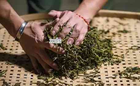 探究普洱茶的制作工艺：由哪种茶叶制成，以及其独特的风味背后的秘密