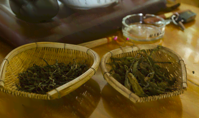 中国名牌普洱茶：古树茶的魅力与传承