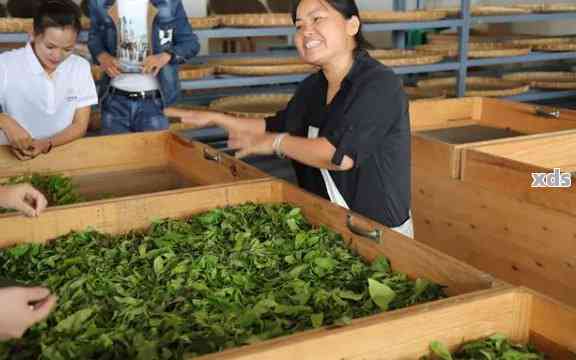 永德君林茶厂：传承古法手工制茶，打造高品质茶叶