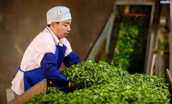 永德君林茶厂：传承古法手工制茶，打造高品质茶叶