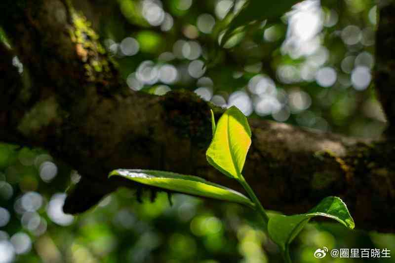 云南金枝玉叶茶叶：传承古树茶文化，打造高品质生活茶品