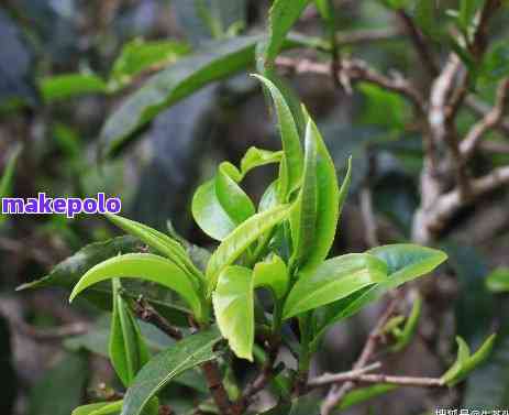 高杆普洱茶：一种独特的云南普洱茶品种及其品鉴方法