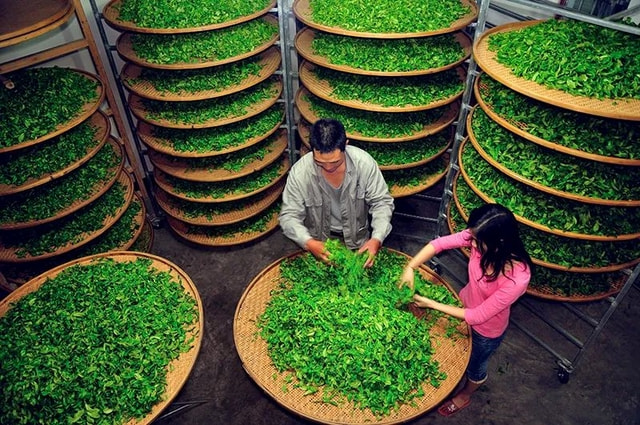 潮州人做普洱茶怎么样