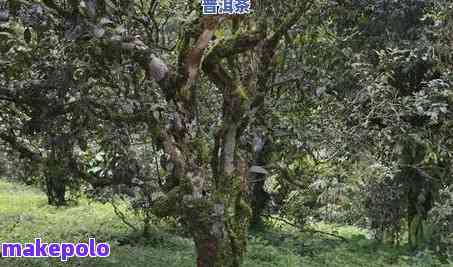 雨林古树茶岩韵普洱茶