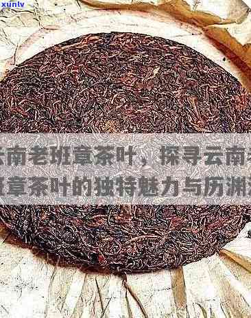 全面解析：老班章普洱茶的品种特点、制作工艺及品饮体验