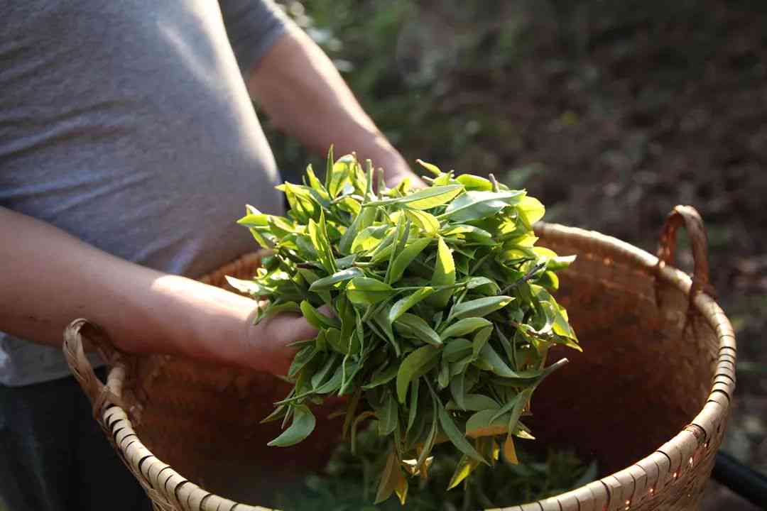 新落水洞普洱茶——探寻其所属的独特茶区特征与口感风味