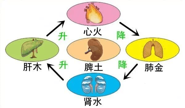 体寒湿气重戴什么首饰好：老人喝啥茶不伤脾胃，中医师的建议