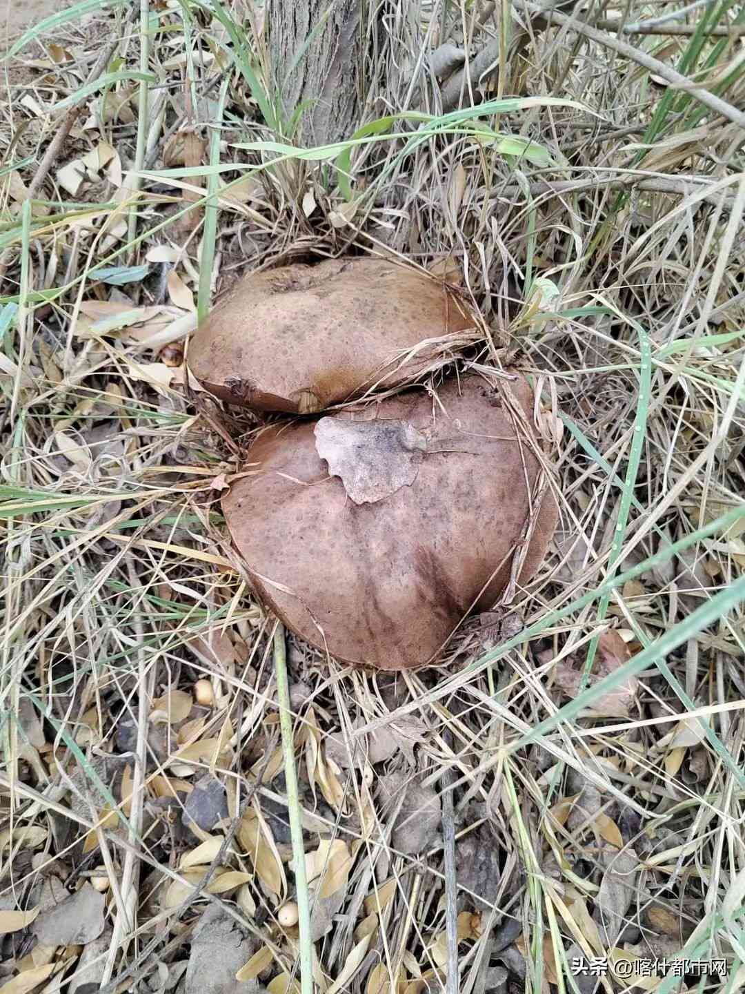 疏勒县周边热门景点及旅游路线推荐，让你玩转疏勒县周边游