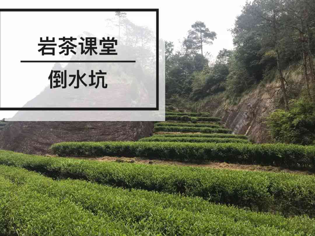 可以闷泡的茶叶种类与名称