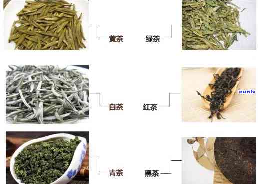 可以闷泡的茶叶种类与名称