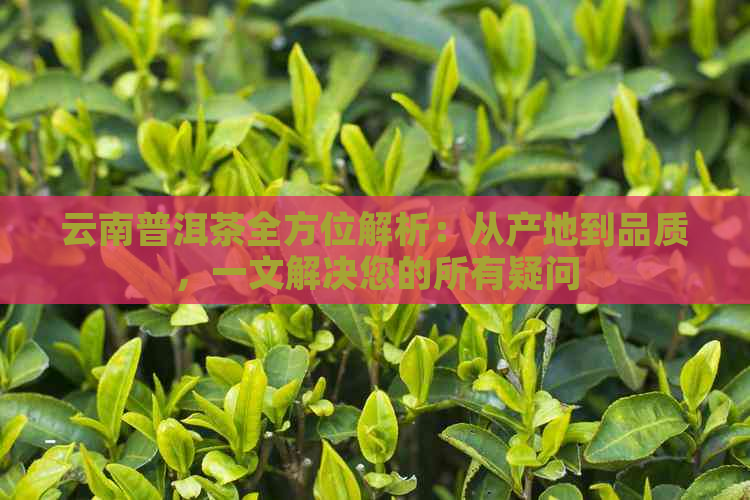 云南普洱茶小户赛百科：从种植到品鉴，全方位了解这一特色茶叶