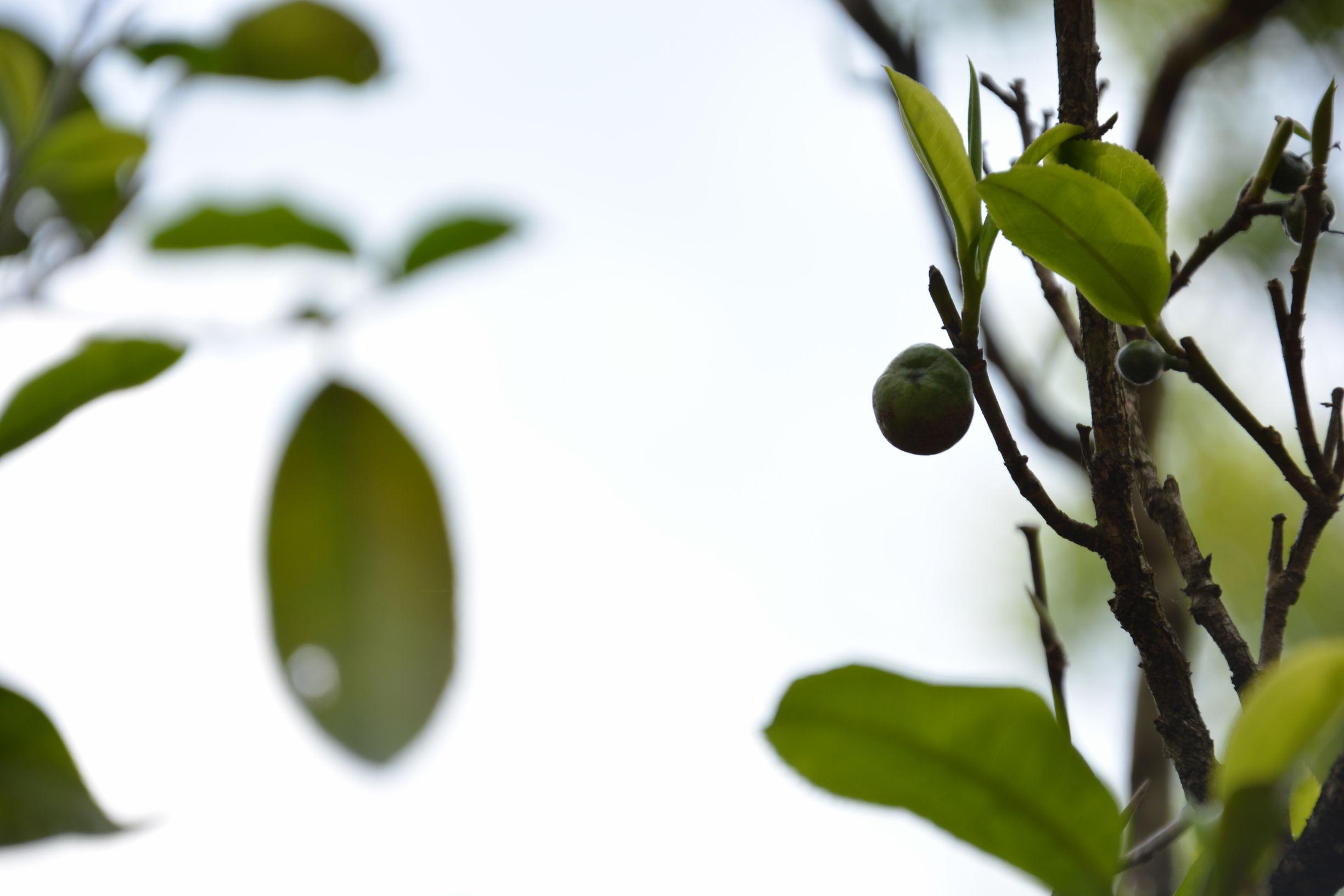 云南普洱茶小户赛百科：从种植到品鉴，全方位了解这一特色茶叶