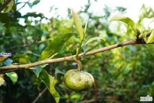 普洱茶有茶果可以喝吗有吗：关于普洱茶中茶果的饮用安全性讨论