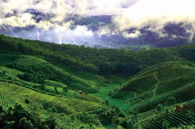 新探秘版纳茶区的顶级茶山：传统与现代交织的茶叶胜地