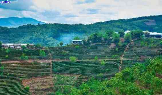 新探秘版纳茶区的顶级茶山：传统与现代交织的茶叶胜地