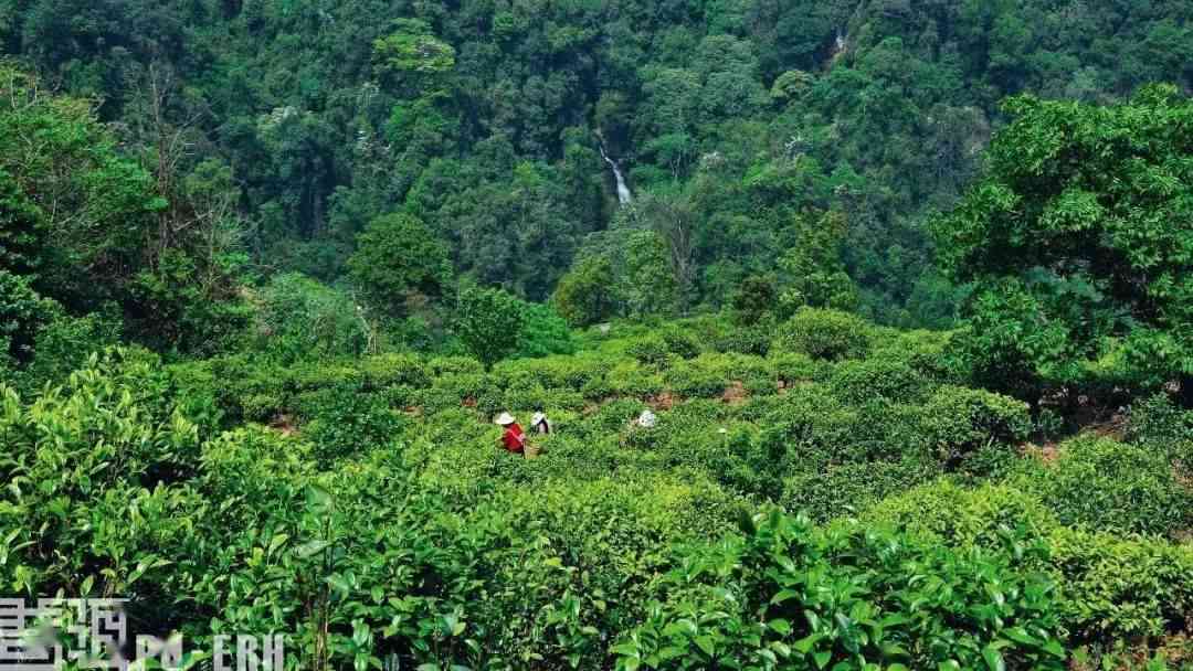 新探秘版纳茶区的顶级茶山：传统与现代交织的茶叶胜地