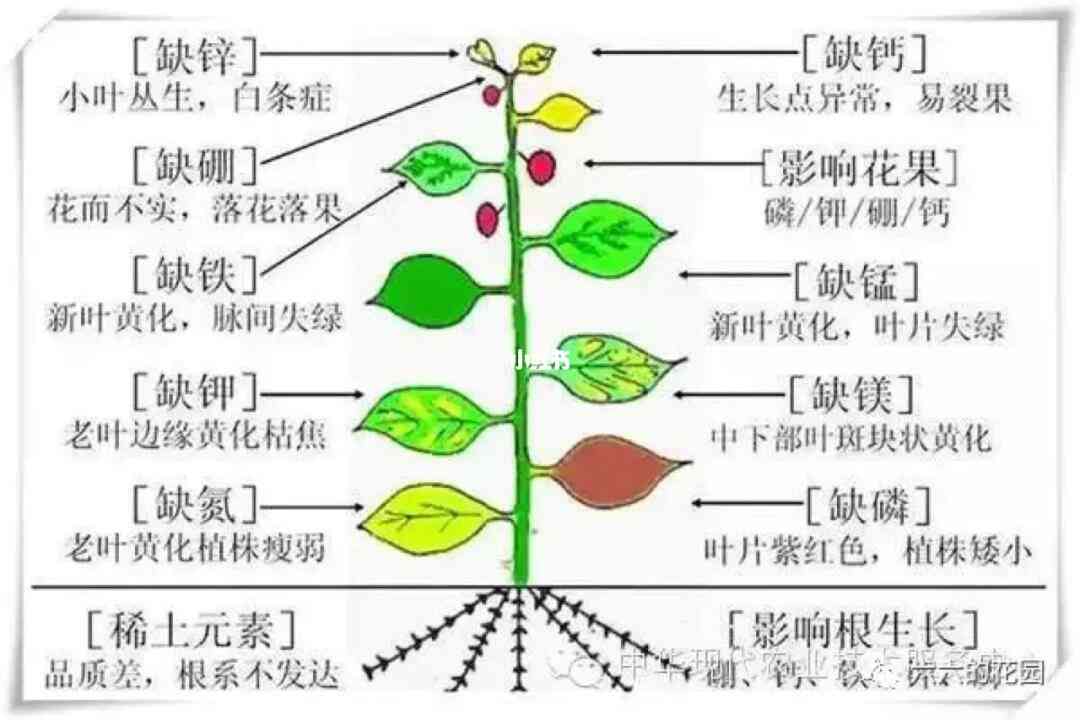 氯化钾对植物生长的影响及潜在副作用：详细解析与预防措施