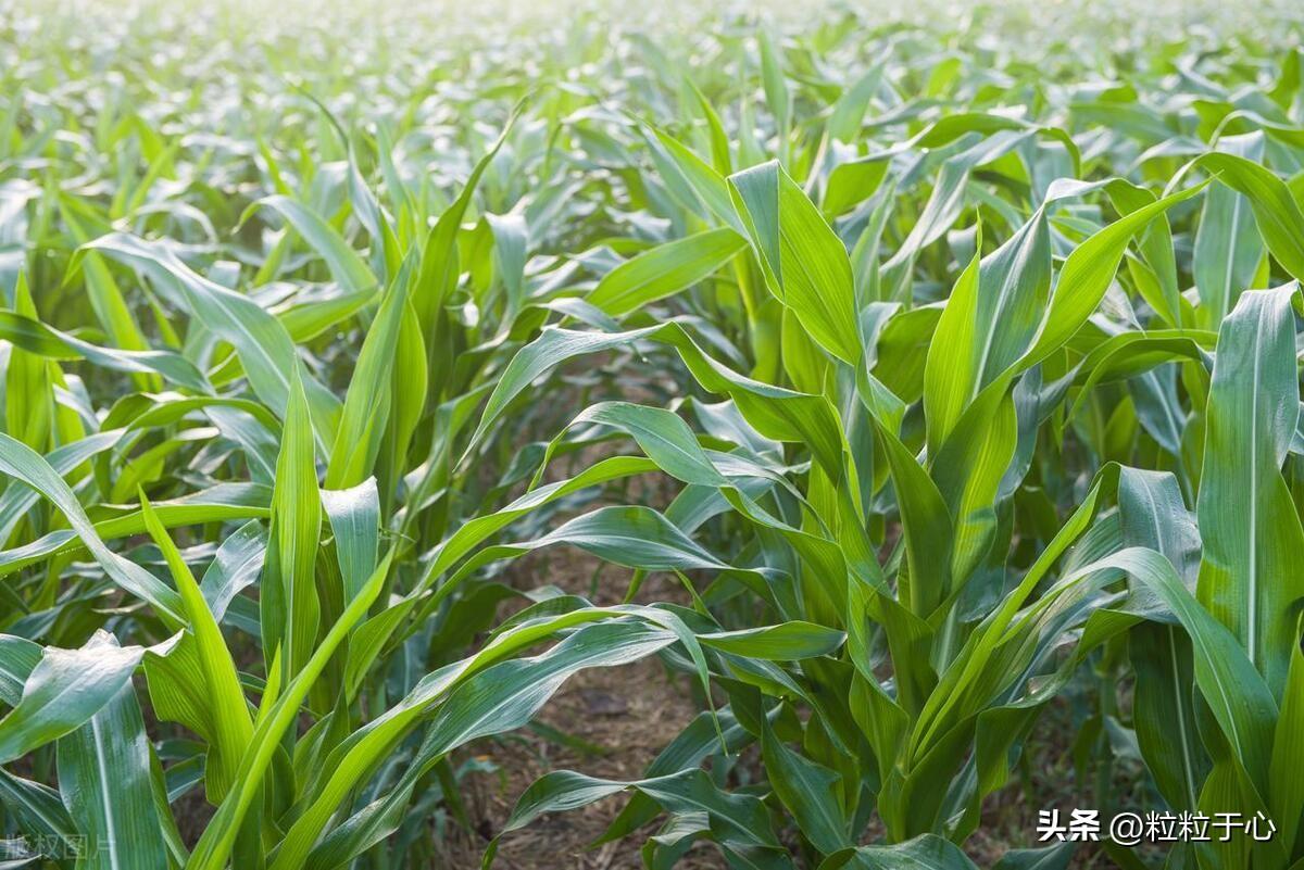 氯化钾对植物生长的影响及潜在副作用：详细解析与预防措施