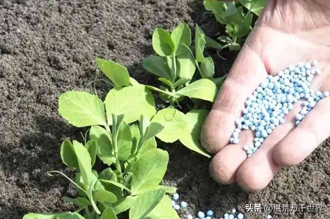 氯化钾对植物生长的影响及潜在副作用：详细解析与预防措施