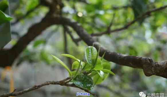 普洱茶里面的花是什么花？普洱茶里有茶花好吗？普洱茶里有花苞是什么情况？