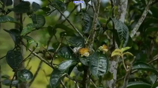 普洱茶里面的花是什么花？普洱茶里有茶花好吗？普洱茶里有花苞是什么情况？