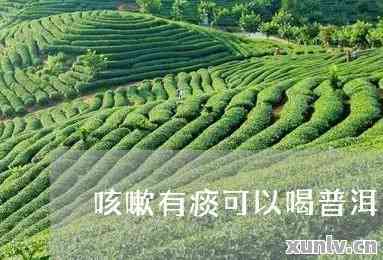 咳嗽黄痰喝普洱茶好吗