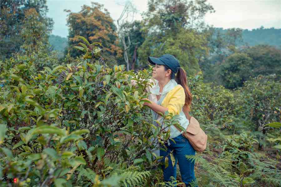 全方位指南：如何挑选与品鉴300元右的普洱茶？