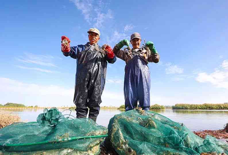 新疆山区的野生水产品是否具有经济价值？了解其种类、用途和市场前景。