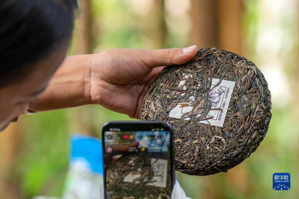 景迈山普洱茶生茶直播