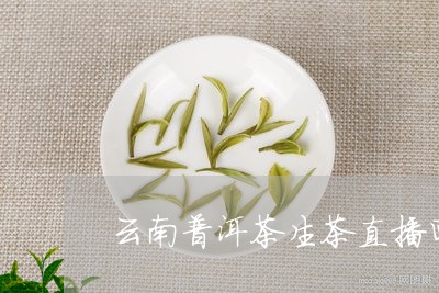 景迈山普洱茶生茶直播