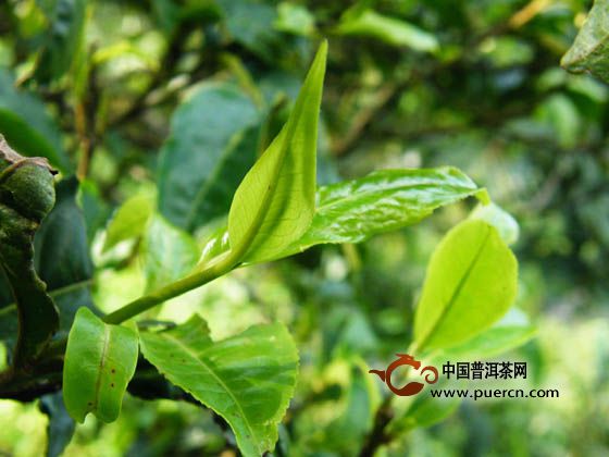 早春古树普洱茶价格及特点