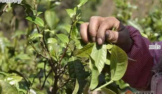 凤庆大叶种普洱茶：味道如何，好喝吗？