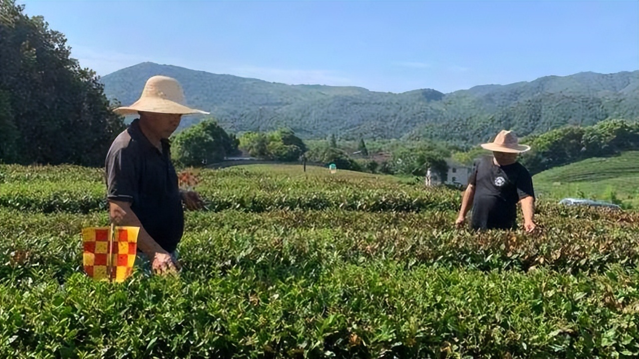 杭州转塘茶叶市场营业时间电话与地址