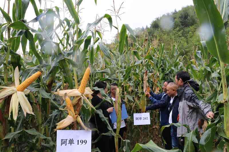 四川阿坝州种植的优良玉米品种及其特点