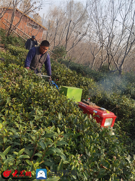 绿色有机茶叶供应：河北茶叶公司引领健生活潮流