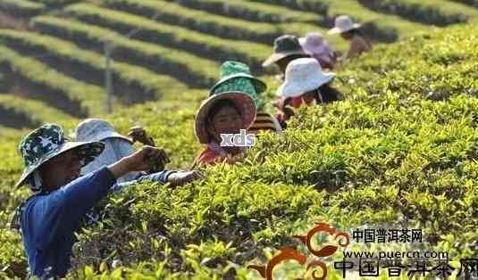 普洱茶原产地直采时间