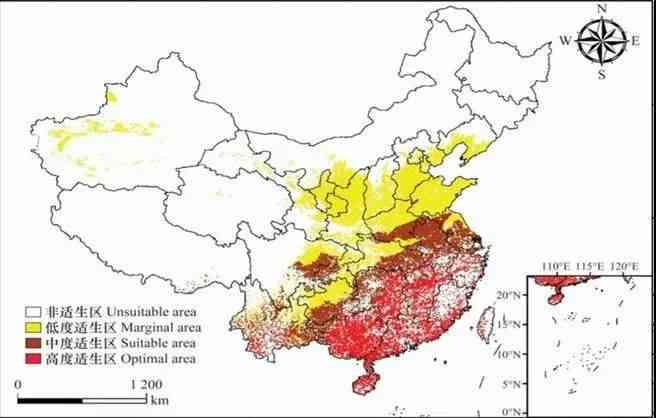 探寻草白玉的产地：地理分布及其独特魅力