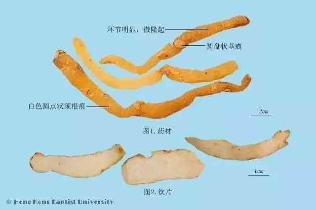 玉竹和竹茹：两种植物的相似与差异及食用方法探究