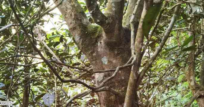 古树普洱茶的味道和色泽特点：古树普洱茶的香味和口感