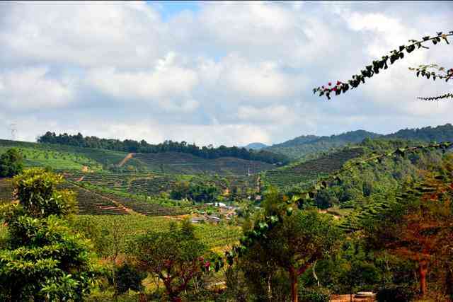 大渡岗茶好喝吗？值得买吗？现在大渡岗的茶怎样？大渡岗茶厂。