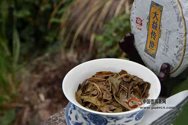 大益茶厂：布朗山古树茶的精工艺与传承价值