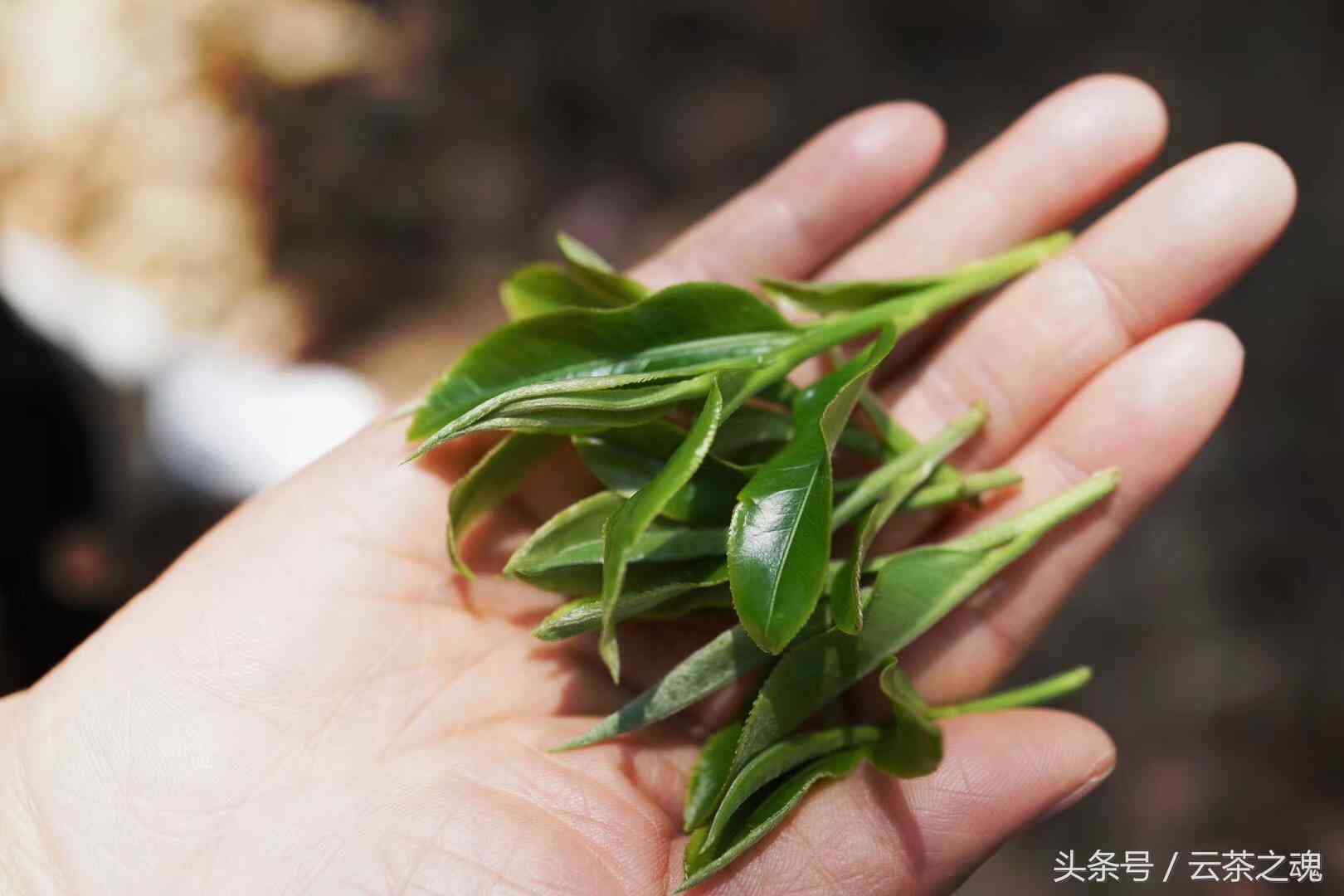 喝熟普洱茶的潜在风险与副作用：全面解析与预防方法