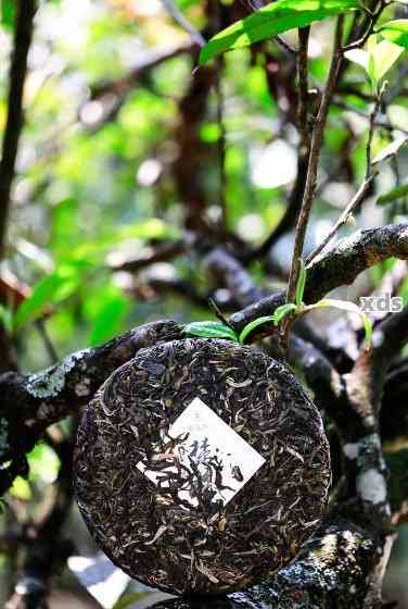 普洱茶饼哪种口感？如何选择适合自己的普洱茶饼？