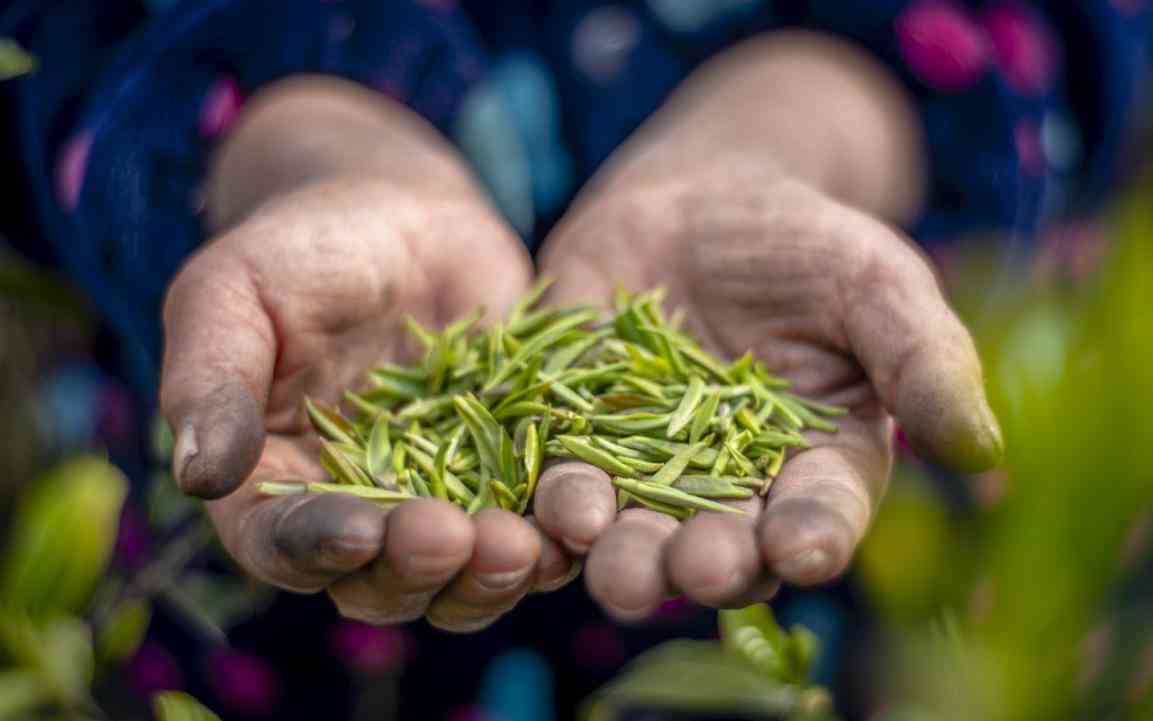 新掌握小罐茶普洱茶冲泡技巧，品味独特风味