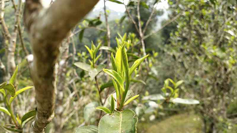 哪个茶区的普洱茶最适宜长期存？