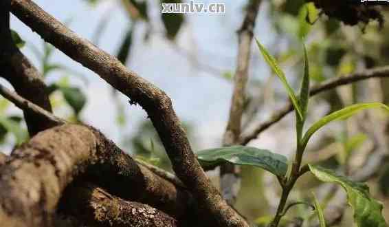 藤条王普洱茶是什么茶？口感，生茶属于什么茶？藤条普洱茶和树种解析